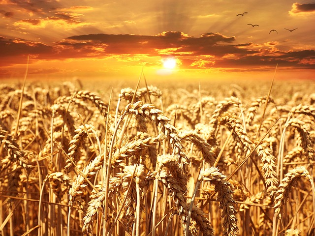 Preparación del grano de trigo