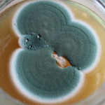 Penicillium (moho verde-azul)